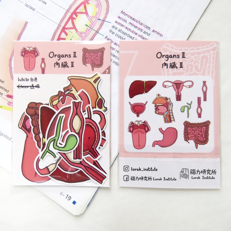 器官 内脏贴纸组 (II) / 10个入 / 子宫 大小肠 膀胱 舌头 肝脏 - 贴纸 - 纸 粉红色