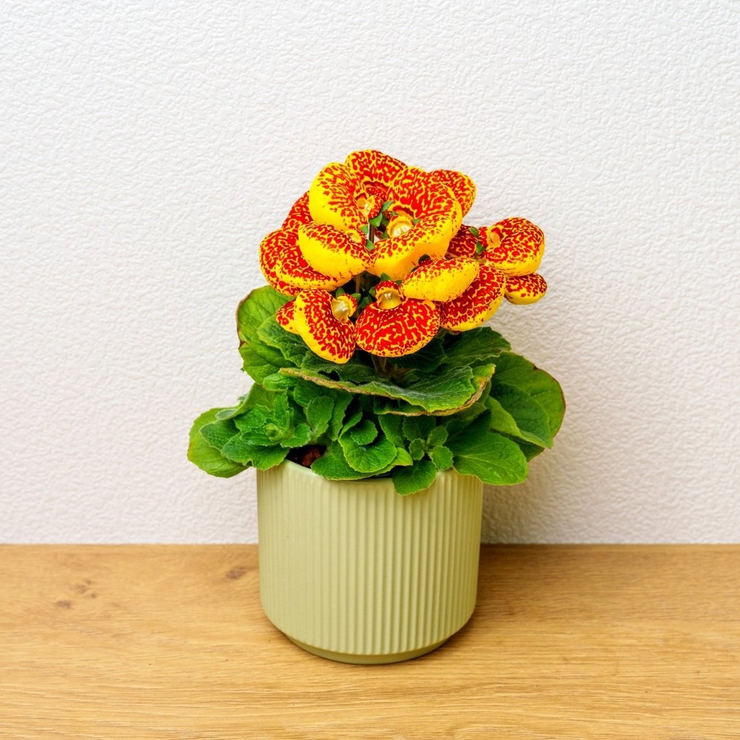 荷包花  莫兰迪色系直纹陶盆  室内植物 观叶植物 礼物 盆栽 - 植栽/盆栽 - 植物．花 