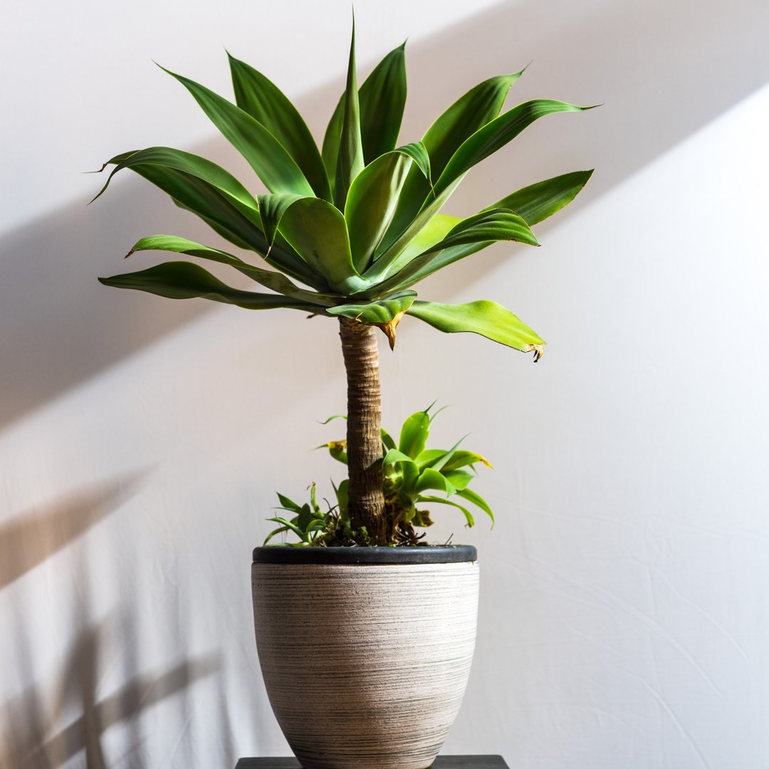 居家植物 － 翠绿龙舌兰  礼物开幕贺礼 - 植栽/盆栽 - 植物．花 绿色