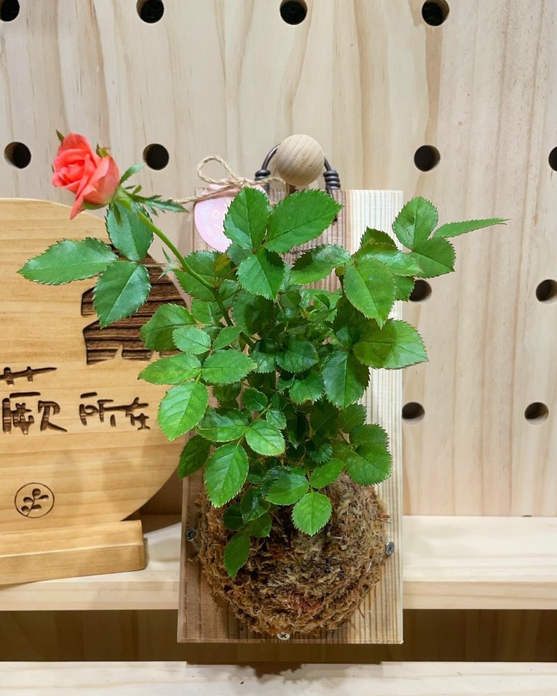 【植蕨所在】 迷你玫瑰  阳台摆设 墙面摆设 上板植物 送礼首选 - 植栽/盆栽 - 植物．花 
