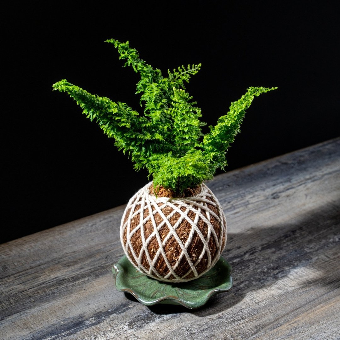 密叶波斯顿肾蕨苔球 苔球植物 苔玉 适合室内植物 办公室植物 - 植栽/盆栽 - 植物．花 