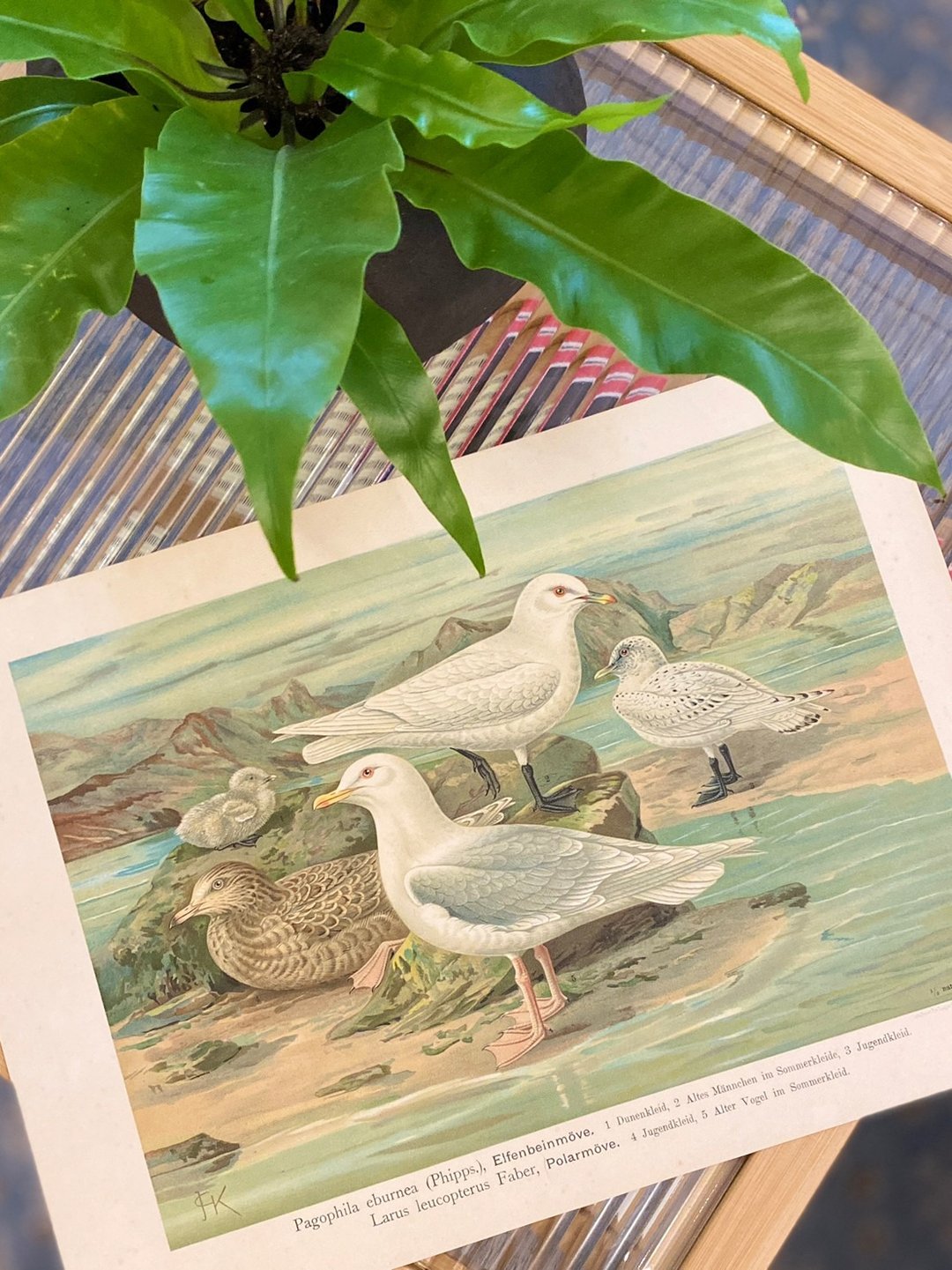 古董 19 世纪德国水鸟石版画图鉴 - 海报/装饰画/版画 - 纸 
