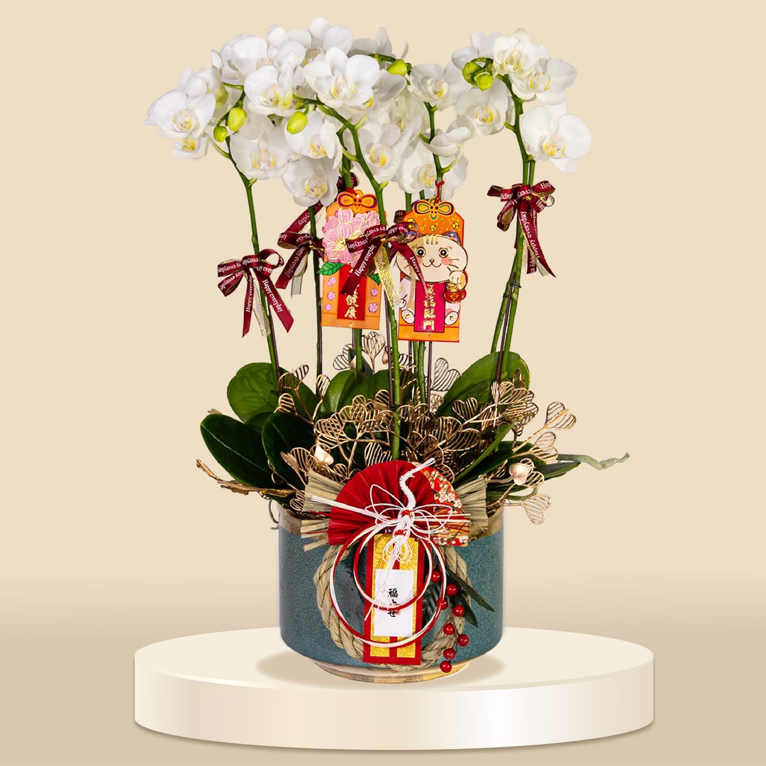 小品蝴蝶兰阿玛10棵 (1171) 兰花 新春兰花 年花 自家兰花园种植 - 植栽/盆栽 - 植物．花 