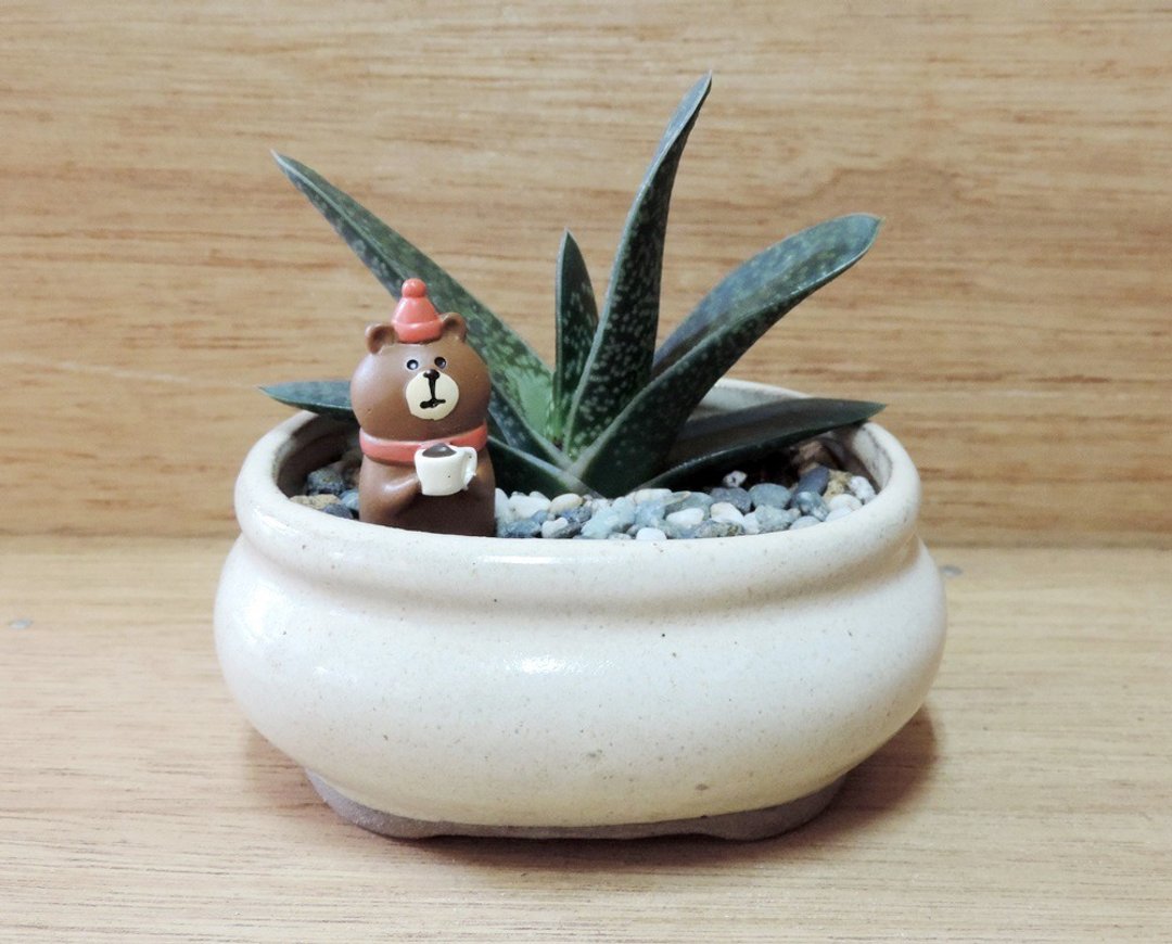 疗愈系 · 多肉植物 · 轻松小日常 - 植栽/盆栽 - 植物．花 