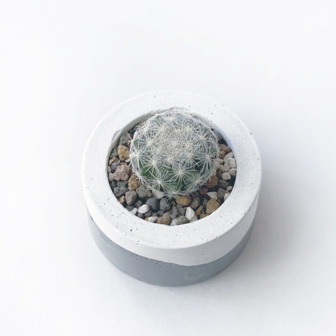 白灰渐层系列 | 满月 仙人掌 小圆形渐层水泥仙人掌植栽 - 植栽/盆栽 - 植物．花 灰色
