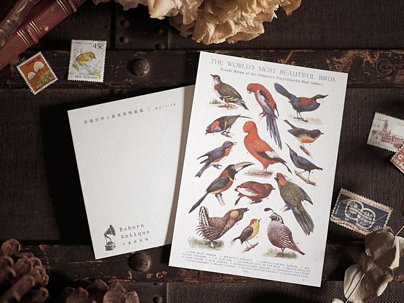 英国1910年百科图鉴 复刻版明信片 L款 - 卡片/明信片 - 纸 