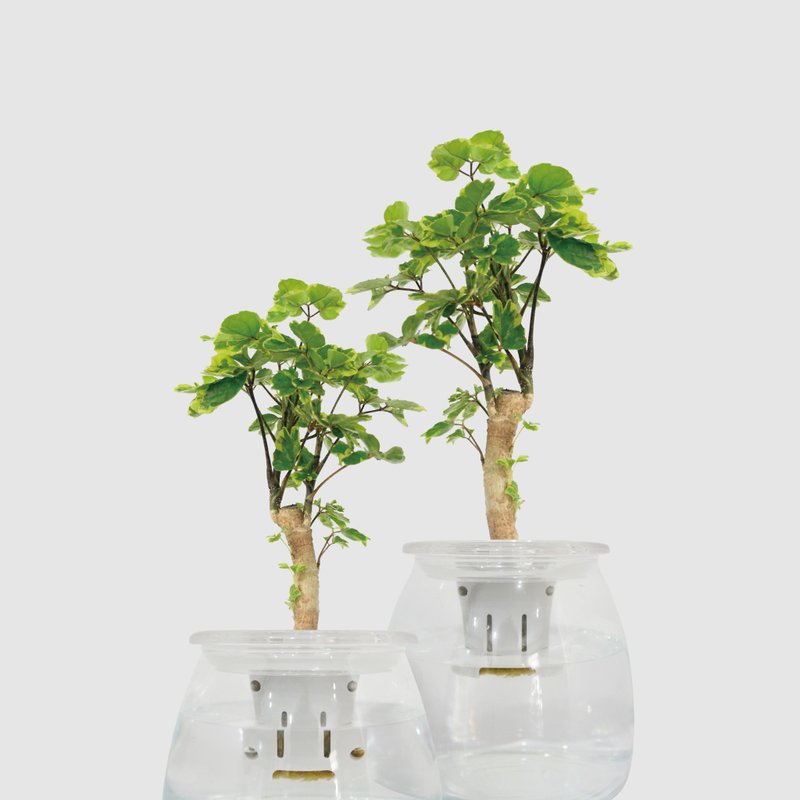 │玻璃系列 │黄金福禄桐 - 送礼植物 办公室 水耕植物 鱼水共生 - 植栽/盆栽 - 植物．花 