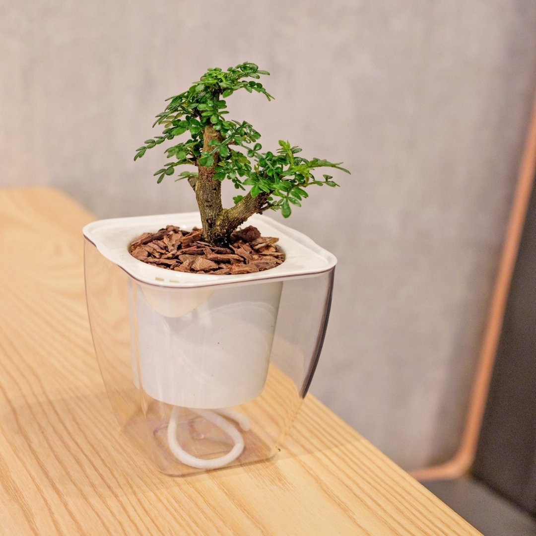 胡椒木 免浇水方形盆栽 室内植物 观叶植物 礼物 盆栽 办公室小物 - 植栽/盆栽 - 植物．花 