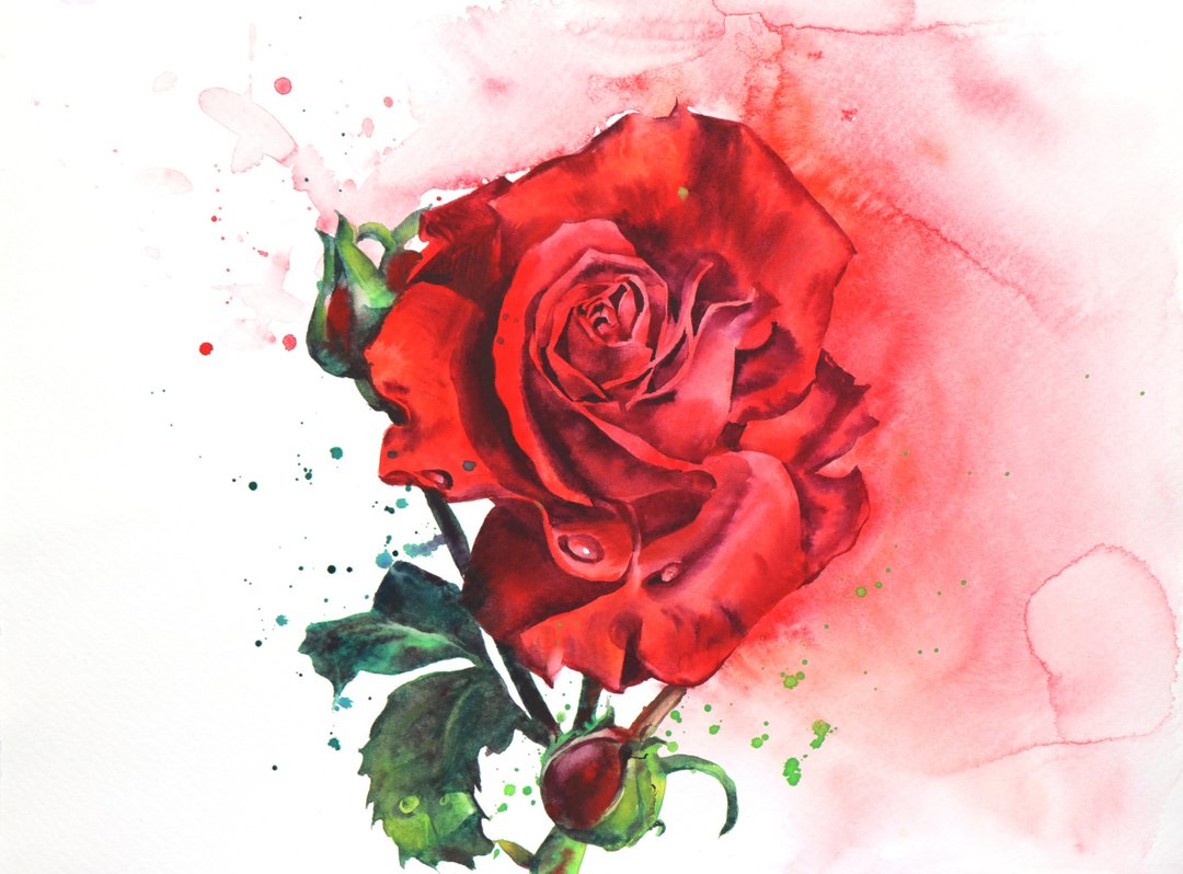 Red rose original watercolor painting by artist Irina Zhunaeva - 墙贴/壁贴 - 纸 红色