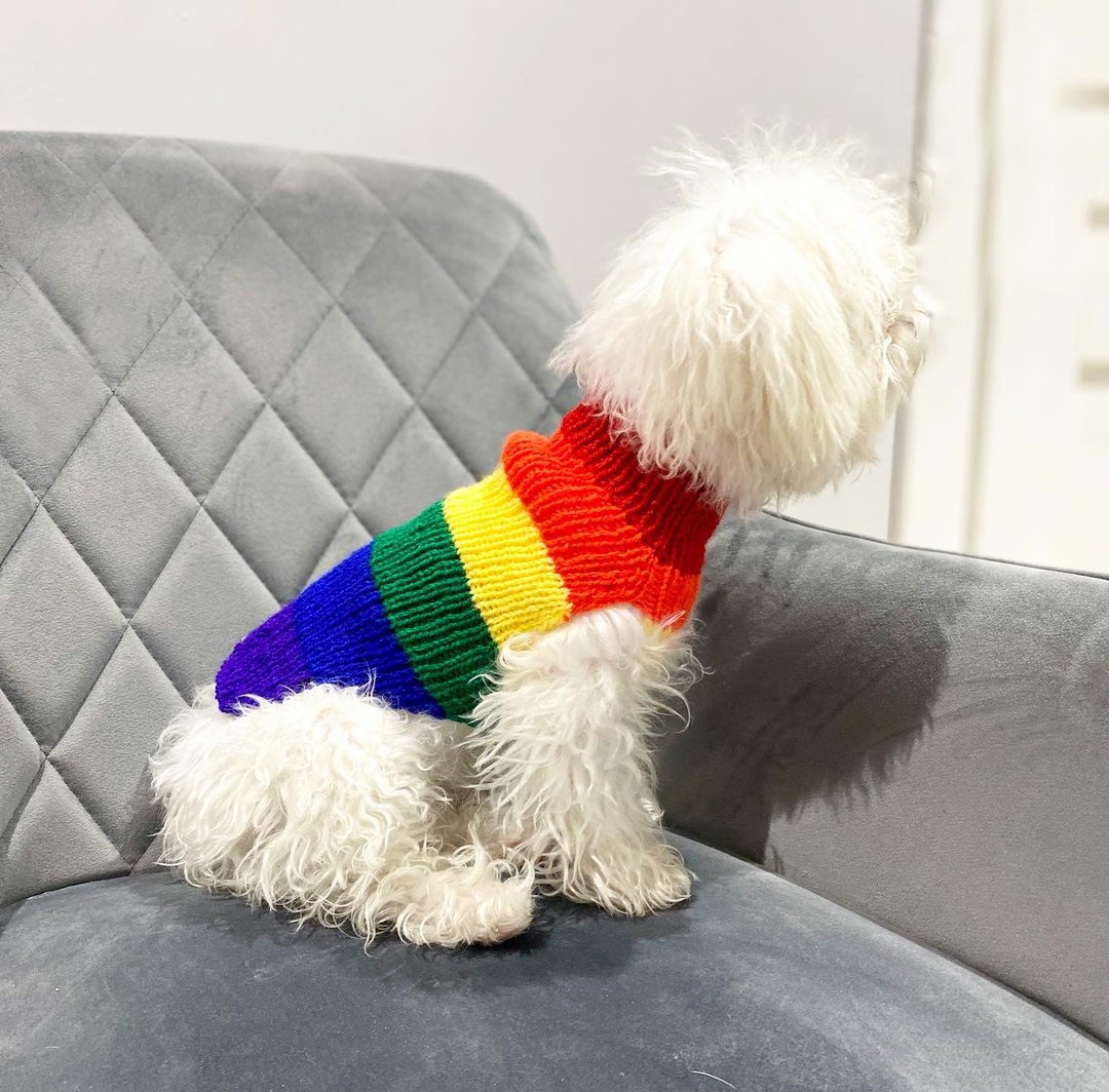 Rainbow dog sweater , Maltese clothes , Yorkie clothes , chihuahua clothes - 衣/帽 - 羊毛 多色