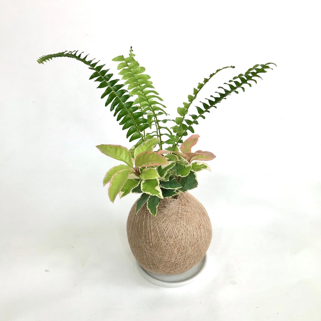 波士顿蕨 双品组合植栽苔球 - 植栽/盆栽 - 植物．花 
