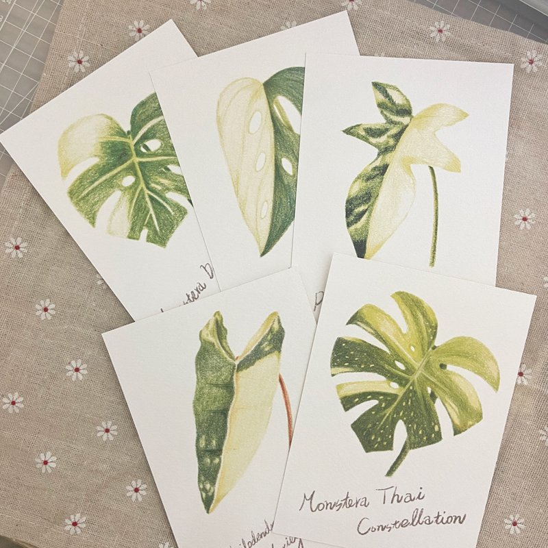 色铅笔手绘观叶植物明信片 l 龟背芋 l 蔓绿绒 - 卡片/明信片 - 纸 多色