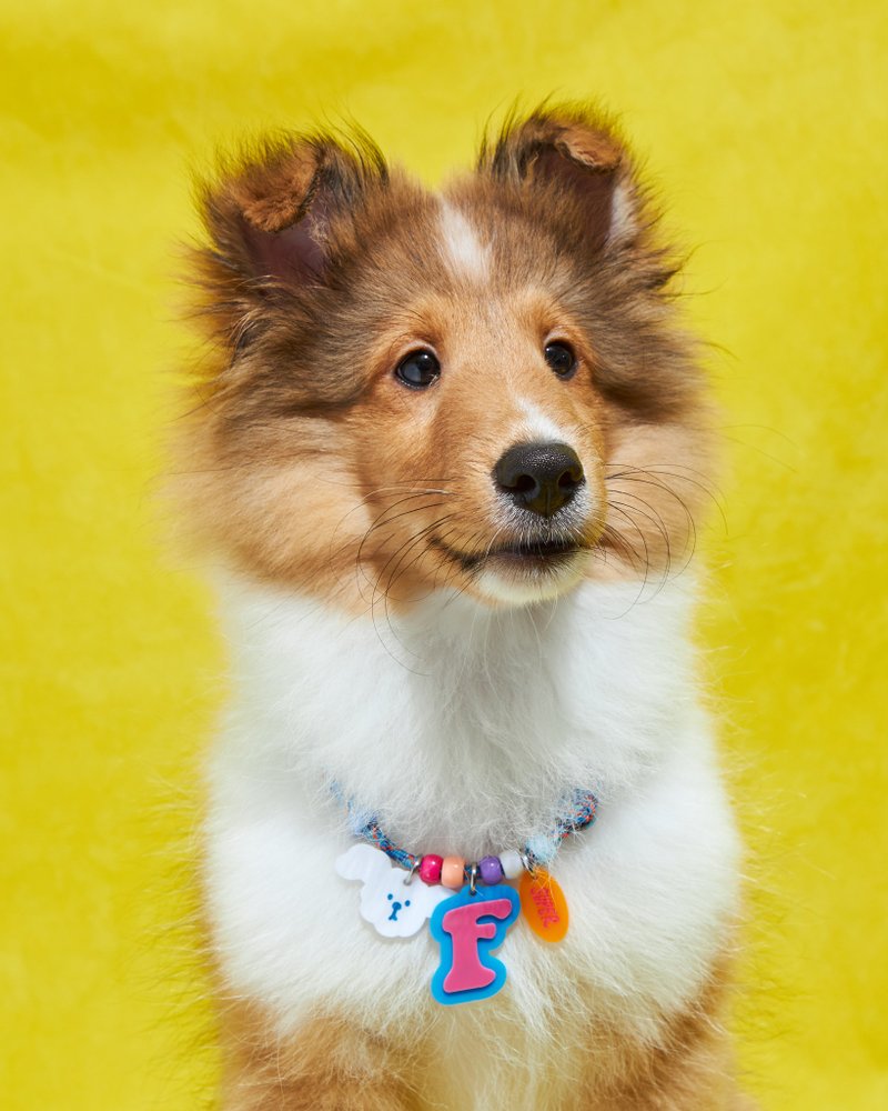 Frankie Necklace Set 2 Dog collar Engrave Name /Phone number **back of tag** - 项圈/牵绳 - 防水材质 多色