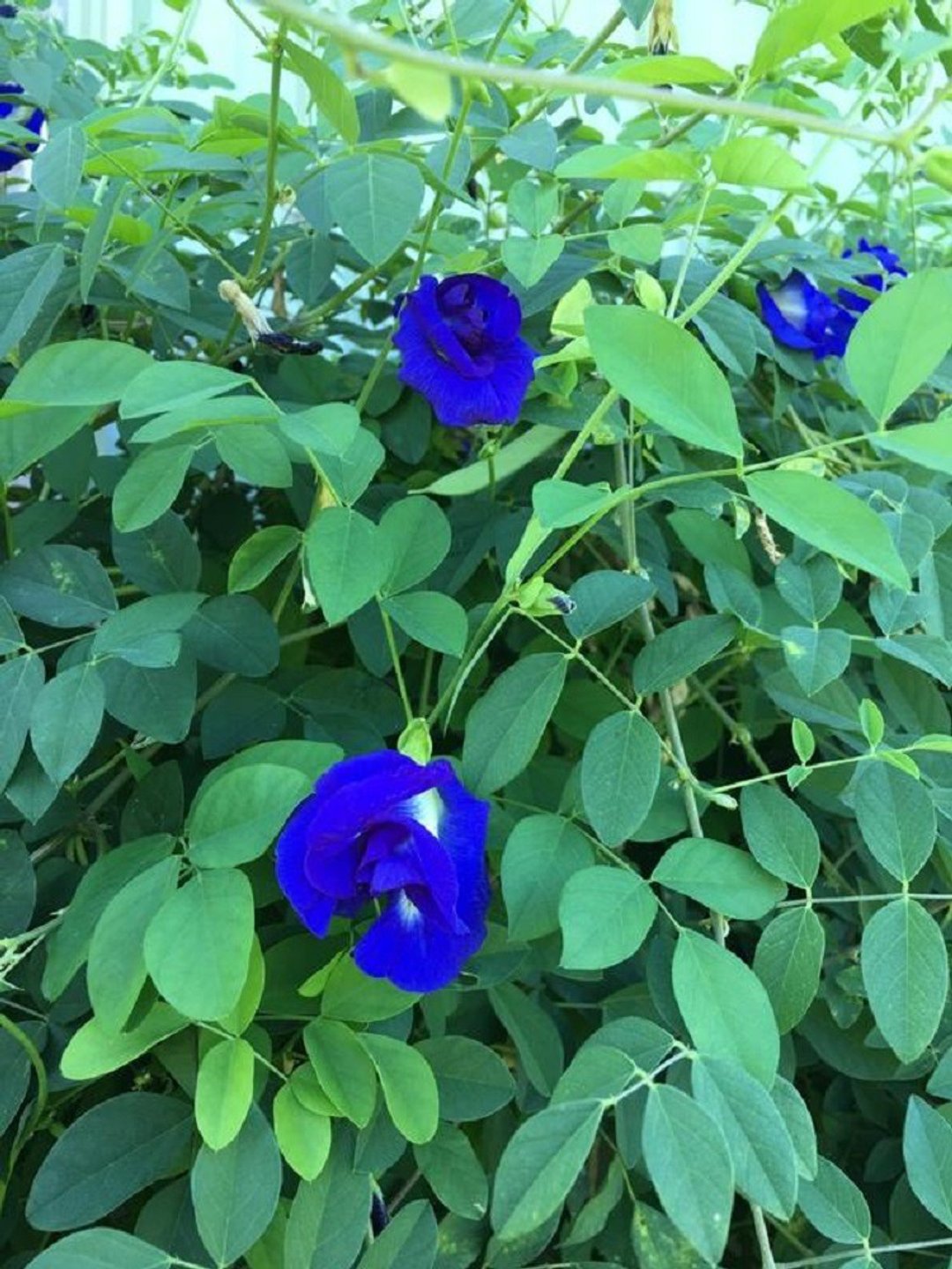 干燥蝶豆花 自己种的 简单包装天然复瓣蝶豆花 已干燥 可泡茶 - 五谷杂粮/米 - 其他材质 