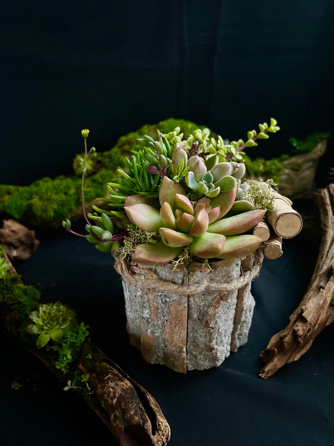 12/2-12/4 冬之森/多肉组盆体验 若草肉铺 Pinkoi Design  Fest - 植栽 - 植物．花 