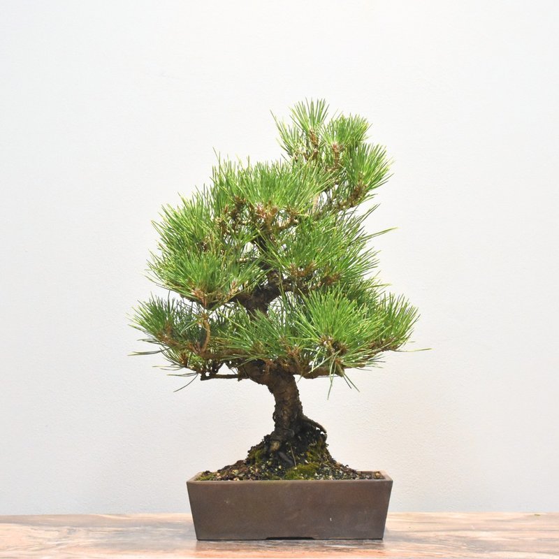 黑松 Black Pine | 盆景星球 Bonsai Planet - 植栽/盆栽 - 植物．花 