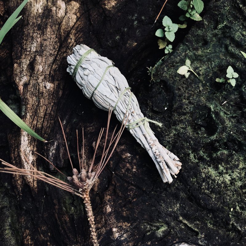 白色鼠尾草_火把 - 干燥花/捧花 - 植物．花 多色