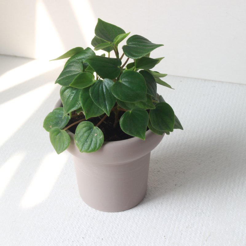 植栽 盆栽 l 心叶椒草 冰淇淋杯盆器  满满心型叶片 室内植物 - 植栽/盆栽 - 陶 