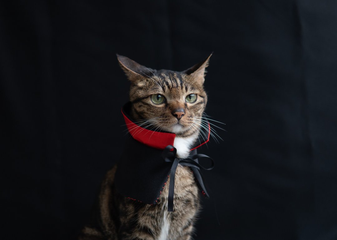【万圣节限定系列】宠物围兜 猫咪 双面 吸血鬼袍 - 项圈/牵绳 - 棉 黑色