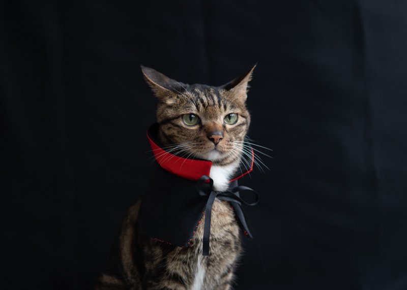 【万圣节限定系列】宠物围兜 猫咪 双面 吸血鬼袍 - 项圈/牵绳 - 棉．麻 黑色
