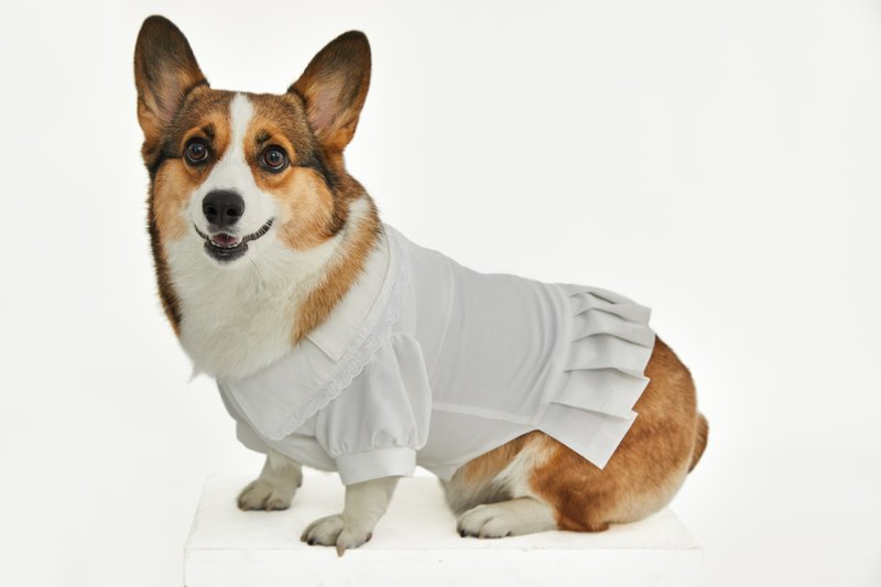 白色學院風百褶裙 寵物服飾 - 衣/帽 - 棉．麻 白色