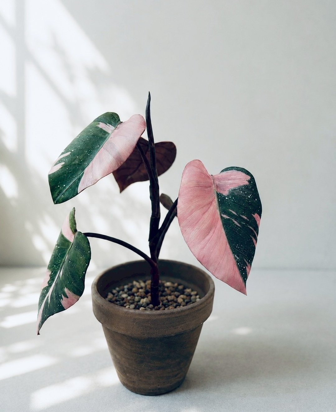 皮革制 Pink Princess 粉红公主蔓绿绒盆栽 - 摆饰 - 真皮 