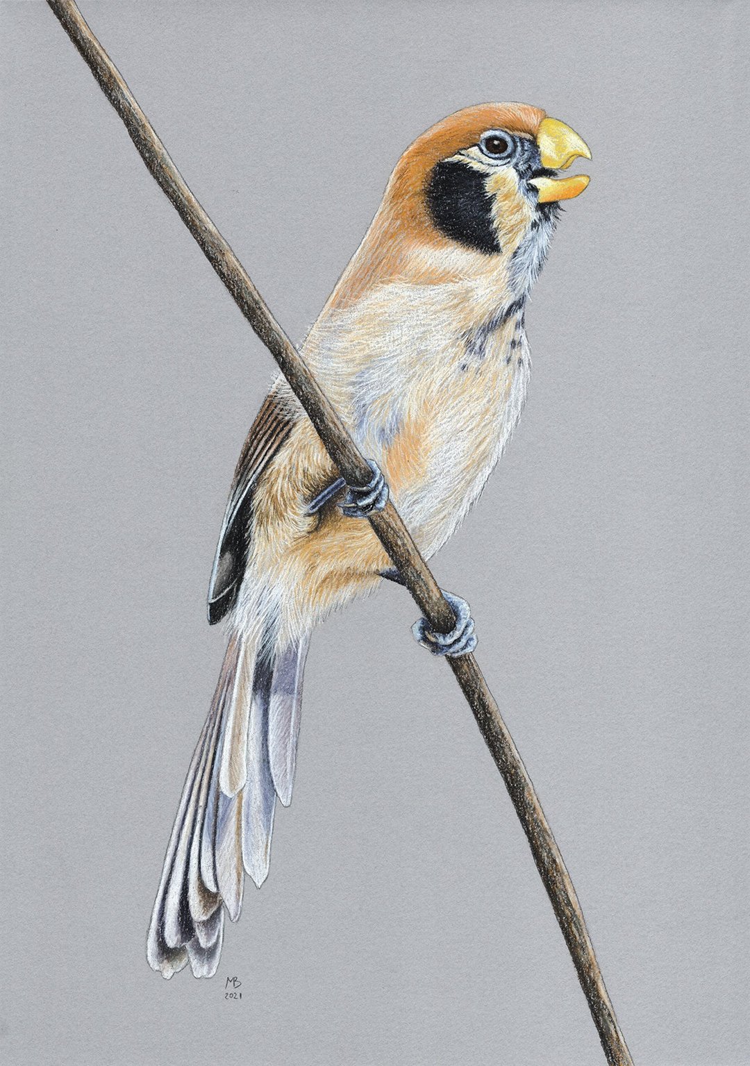 Original pastel drawing bird Spot-breasted Parrotbill - 海报/装饰画/版画 - 其他材质 灰色