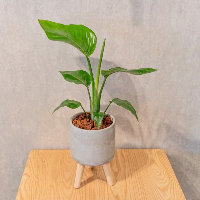 天堂鸟水泥盆栽 落地盆栽 小高木脚水泥盆栽 开幕送礼 乔迁礼物 - 植栽/盆栽 - 植物．花 