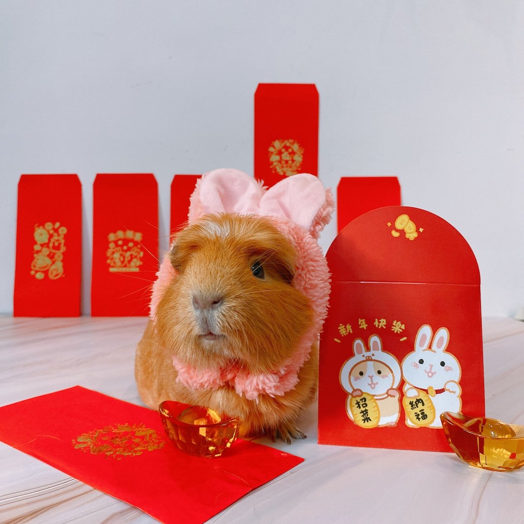 迷你红包袋 天竺鼠 仓鼠 兔兔 - 红包/春联 - 纸 红色