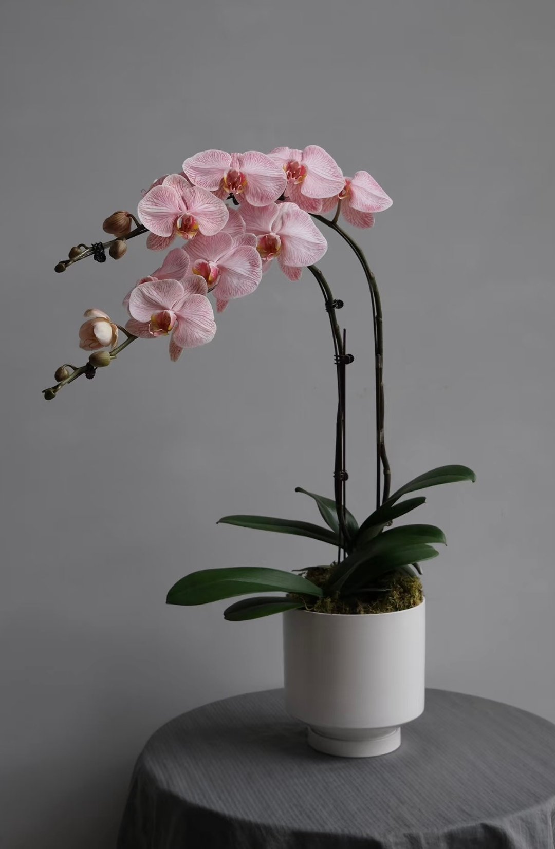 *年花预订* 马卡龙蝴蝶兰 双菖连盆 多色可选 约50cm 高 - 植栽/盆栽 - 植物．花 多色