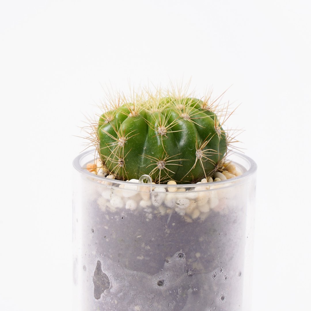 【金盛丸】多肉 植物 智慧型盆栽罐 | 莳光 - 植栽/盆栽 - 植物．花 