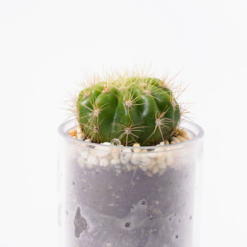 【金盛丸】多肉 植物 智慧型盆栽罐 | 莳光 - 植栽/盆栽 - 植物．花 