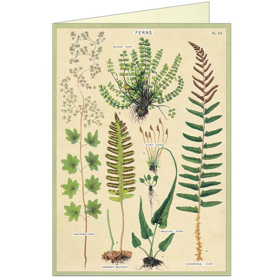 Cavallini & Co.  GREETING CARD 万用卡(大)_蕨类植物 - 卡片/明信片 - 纸 多色