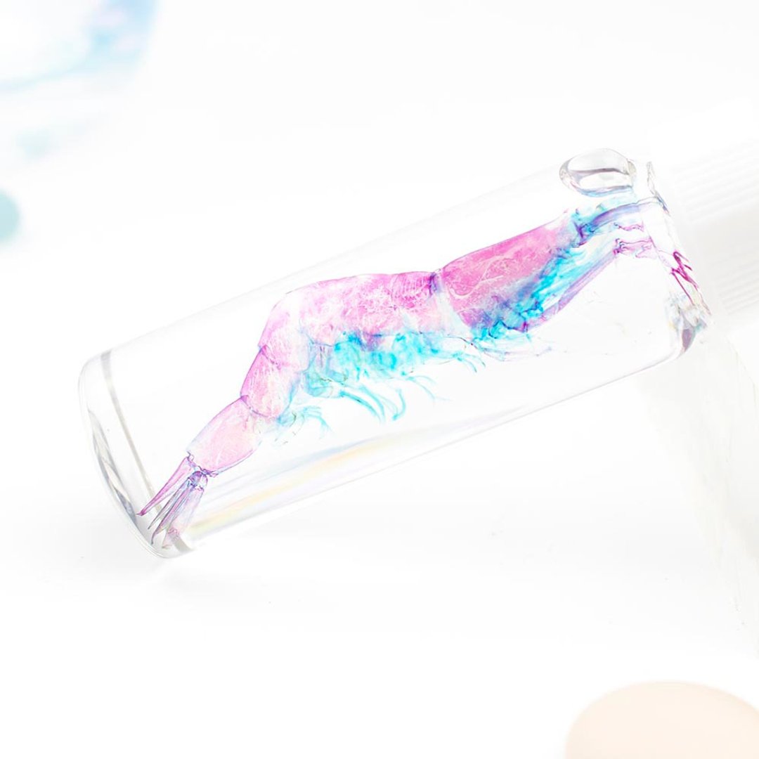 透明标本 玻璃虾 虾标本 台湾海洋生物 - 摆饰 - 玻璃 多色