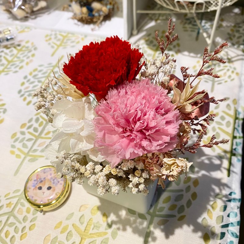 漫森态 不凋康乃馨盆花 - 干燥花/捧花 - 植物．花 红色