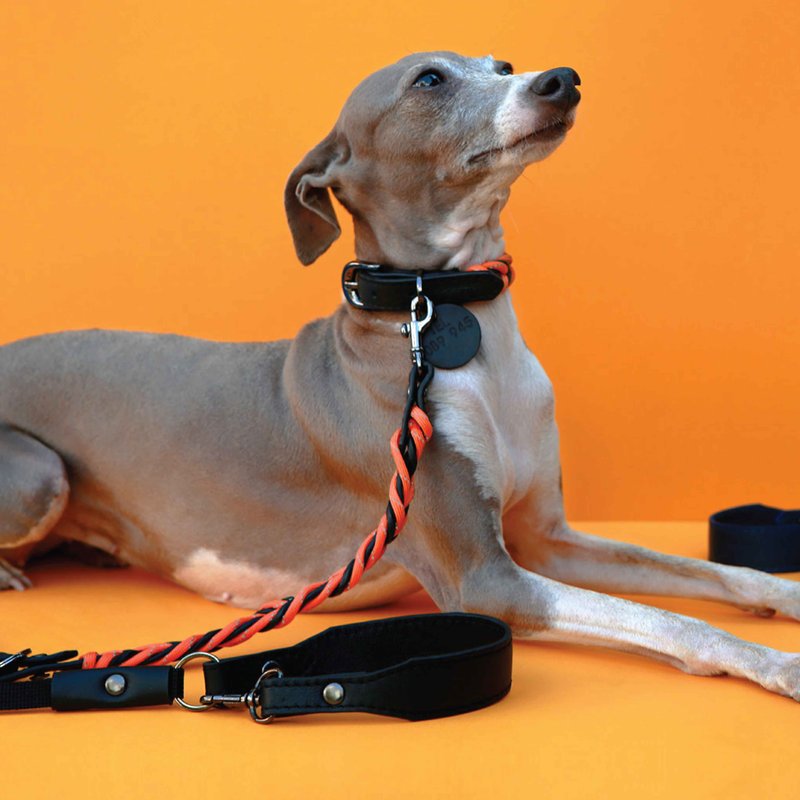Reflex 宠物项圈和皮带套装，刻有名字，反光伞绳，真皮软皮，狗 - 项圈/牵绳 - 真皮 橘色