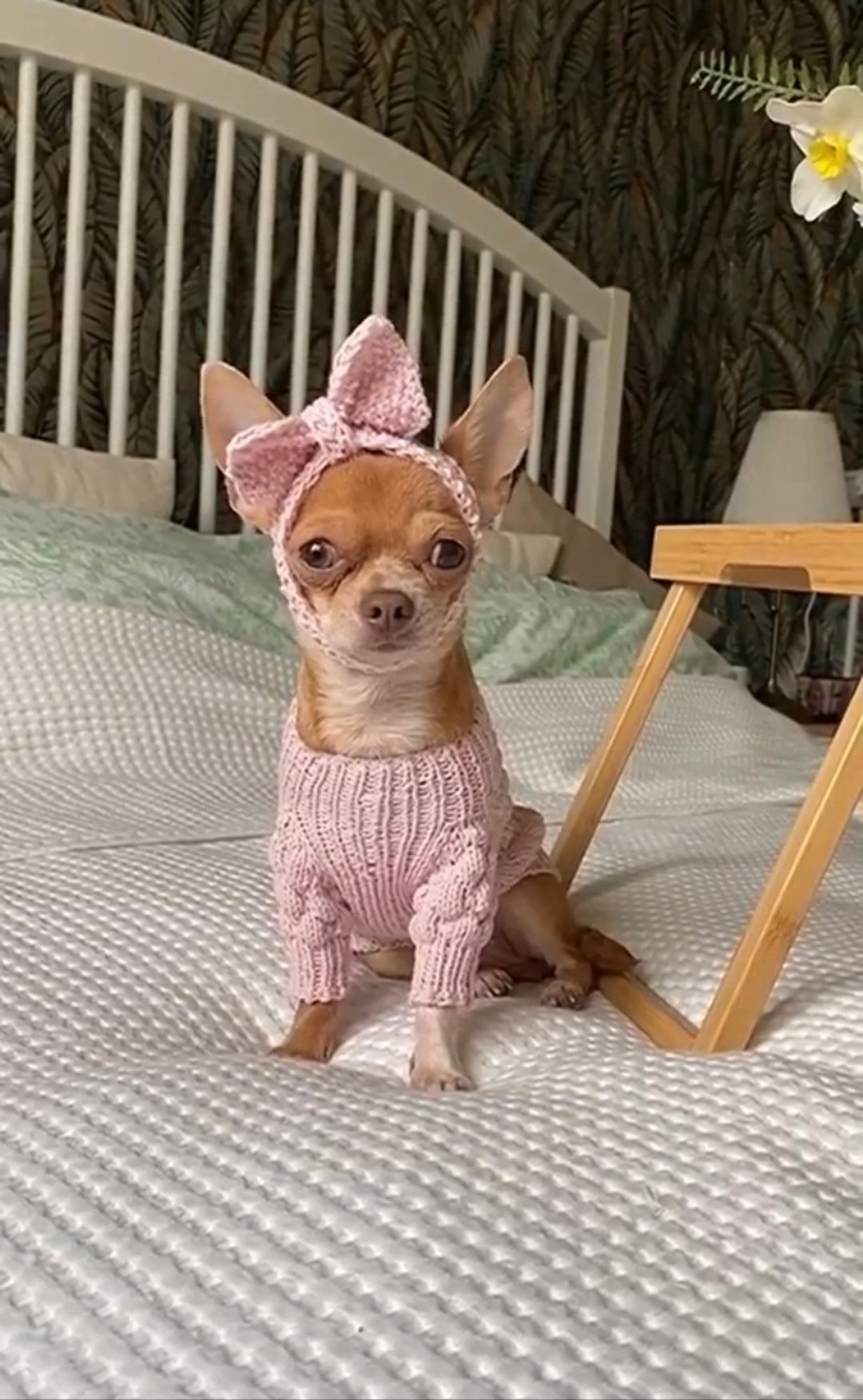 Chihuahua clothes girl - SET dog sweater for small dog and dog Headband - Preppy - 衣/帽 - 棉．麻 粉红色