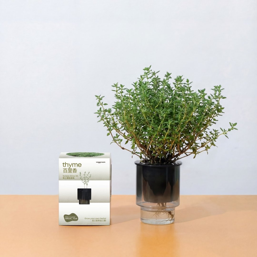 自己种 厨房香草系列：Veggroom 水耕百里香种植套装 - 植栽 - 植物．花 灰色