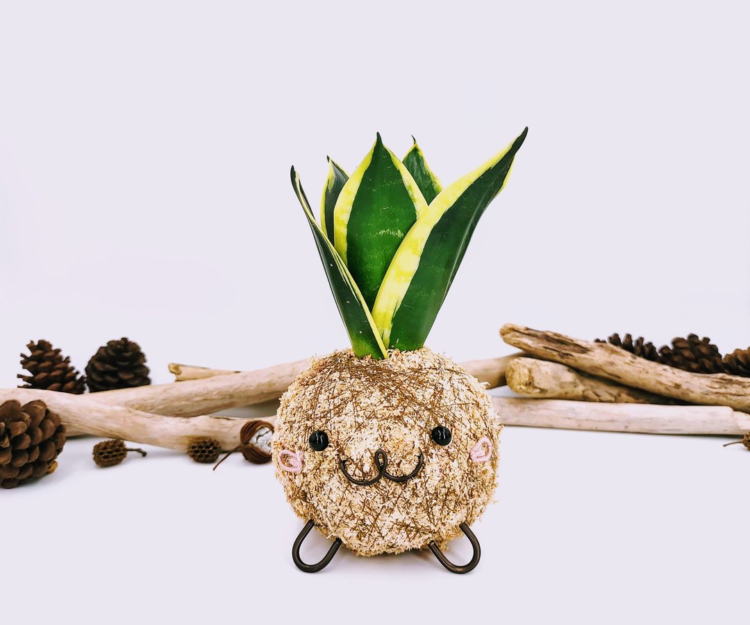 创意苔球│金刚虎尾兰│室内植物│阳台植物│观叶植物 - 植栽/盆栽 - 植物．花 绿色