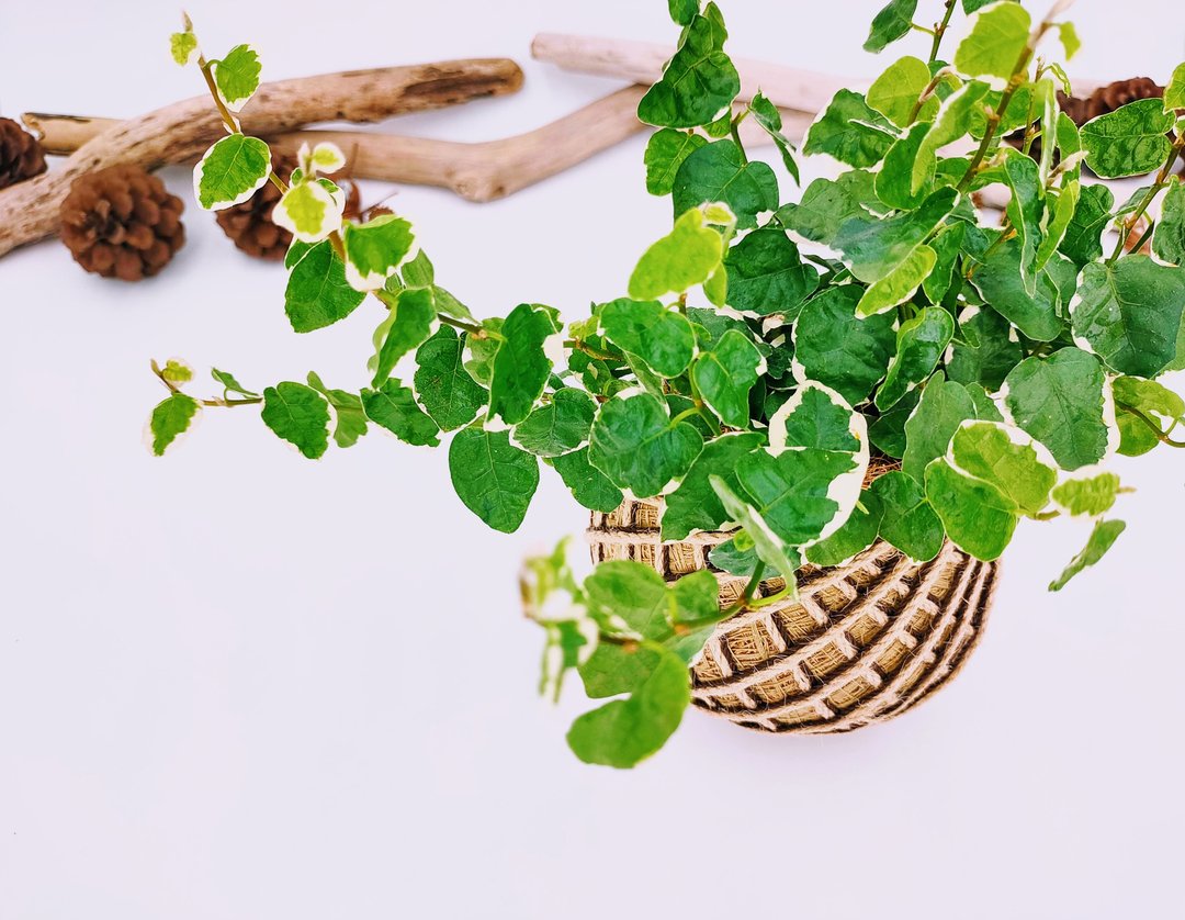 斑叶薜荔苔球│板植│居家装饰│室内植物 - 植栽/盆栽 - 植物．花 绿色
