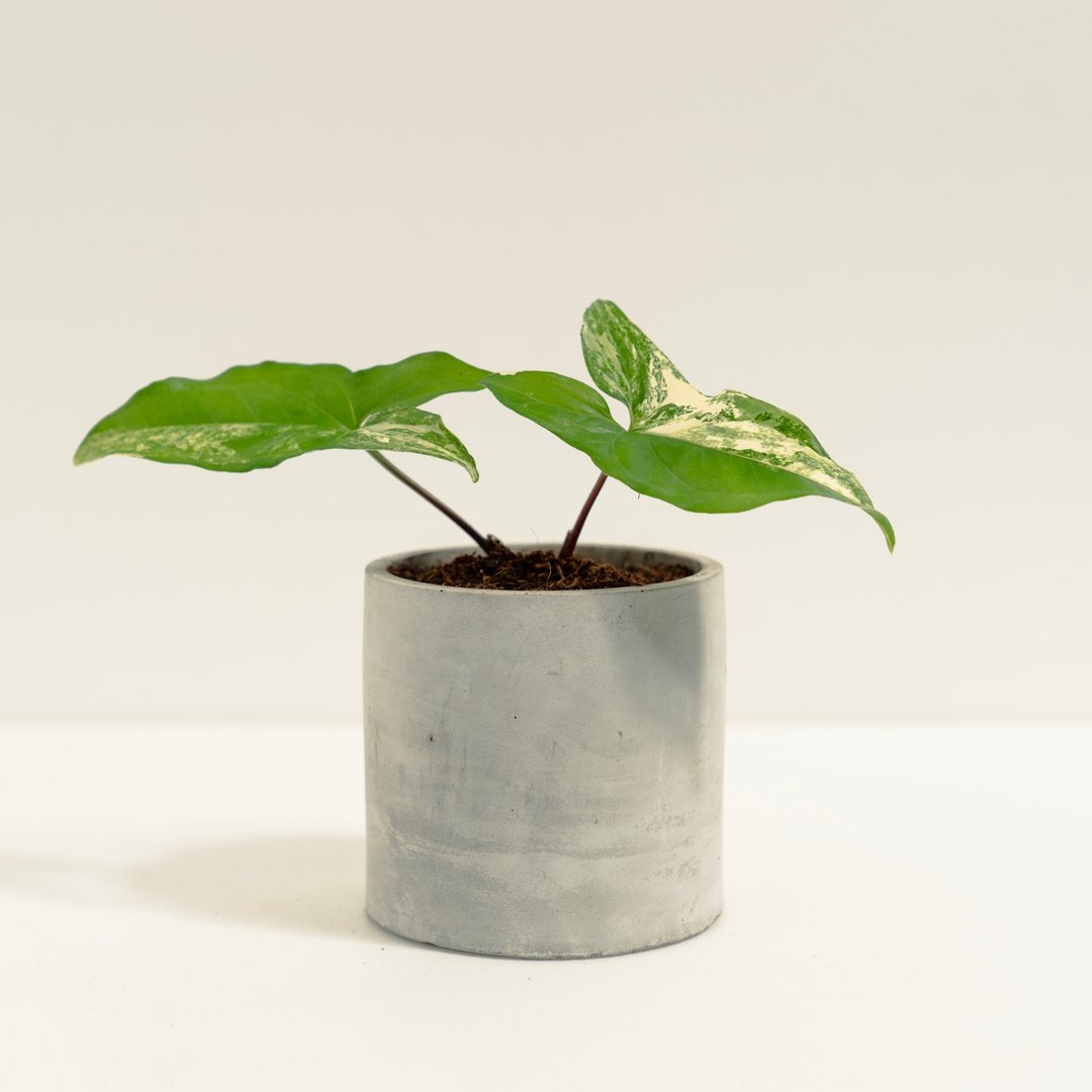 大理石合果芋│泥作系列│福所栽 - 植栽/盆栽 - 水泥 透明