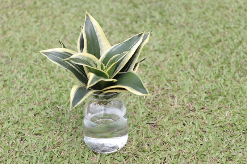 水培植栽│金边短叶虎尾兰_室内植物 办公室盆栽 店内摆设 - 植栽/盆栽 - 玻璃 