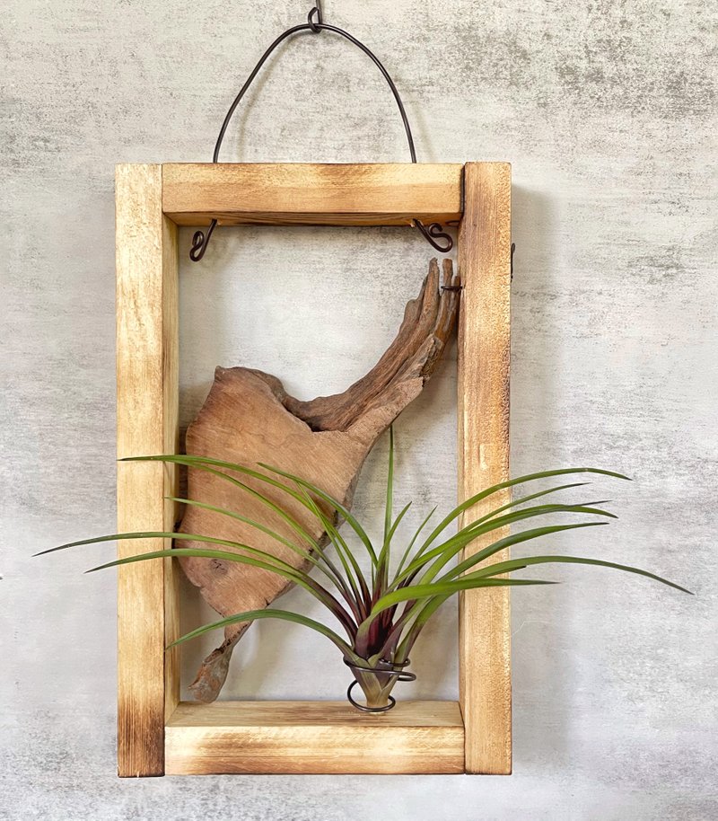 【香樟木】文静 | 空气凤梨。空气铁兰| - 植栽/盆栽 - 木头 咖啡色