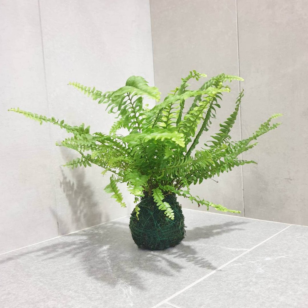 植物 波士顿肾蕨 苔球 - 植栽/盆栽 - 其他材质 绿色