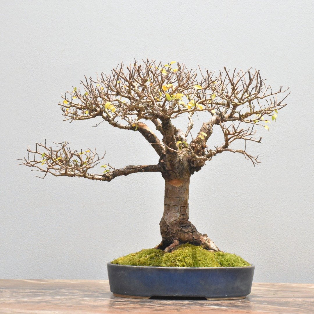 榆榉 Japanese Elm | 盆景星球 Bonsai Planet - 植栽/盆栽 - 植物．花 