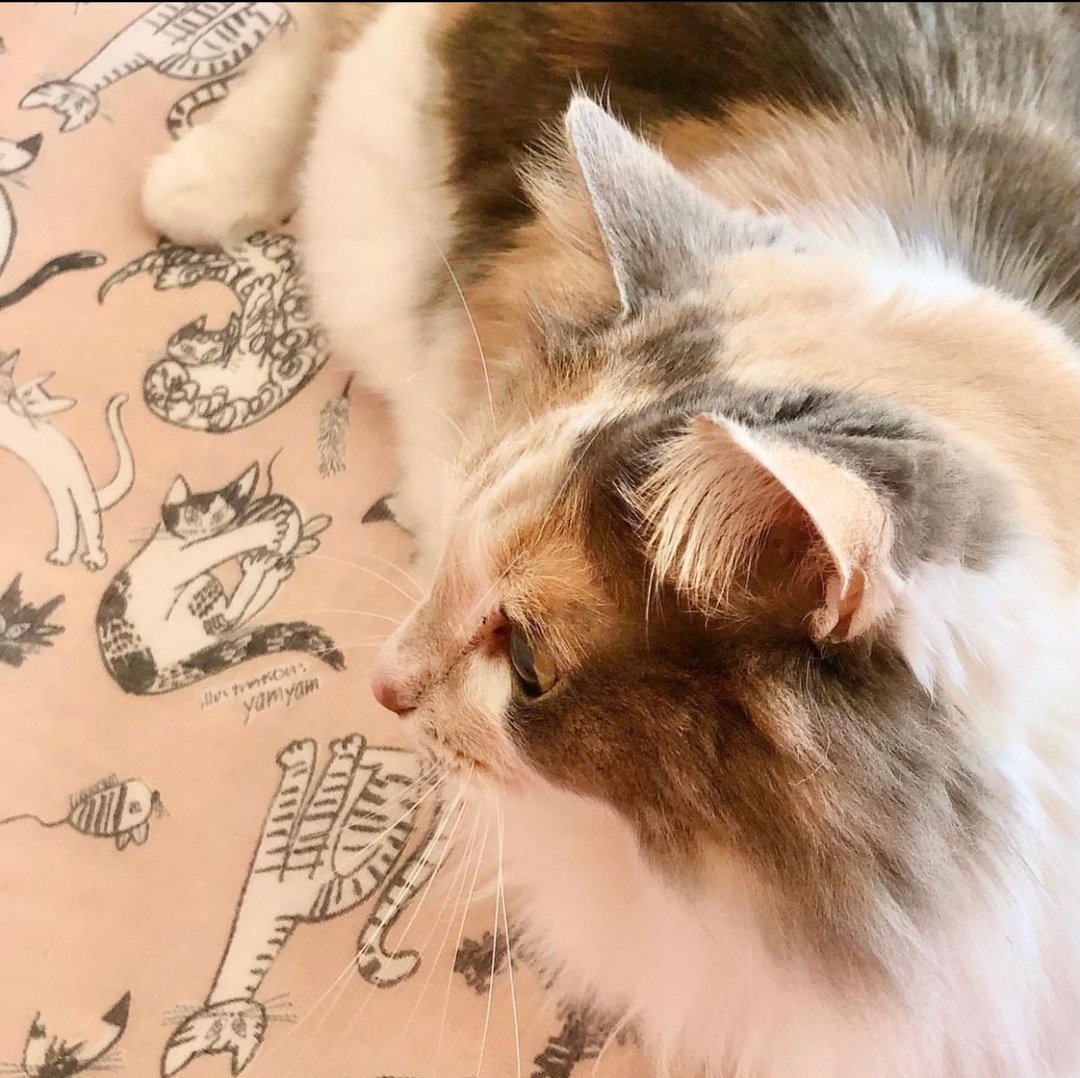 京友禅染万用巾 / meow meow meow 粉红色 - 餐垫/桌巾 - 棉．麻 粉红色