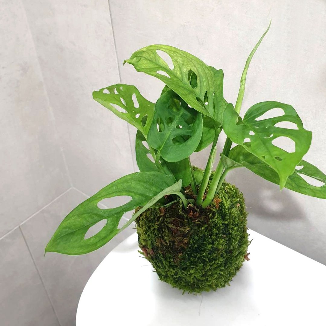 植物 窗孔龟背芋 苔球 - 植栽/盆栽 - 其他材质 绿色