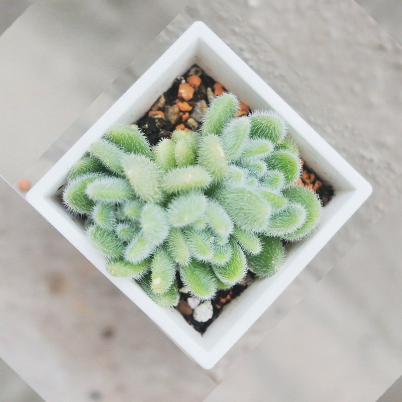 【豆豆多肉】【猫毛信东尼】乔迁│送礼│升迁│多肉植物 - 植栽/盆栽 - 植物．花 