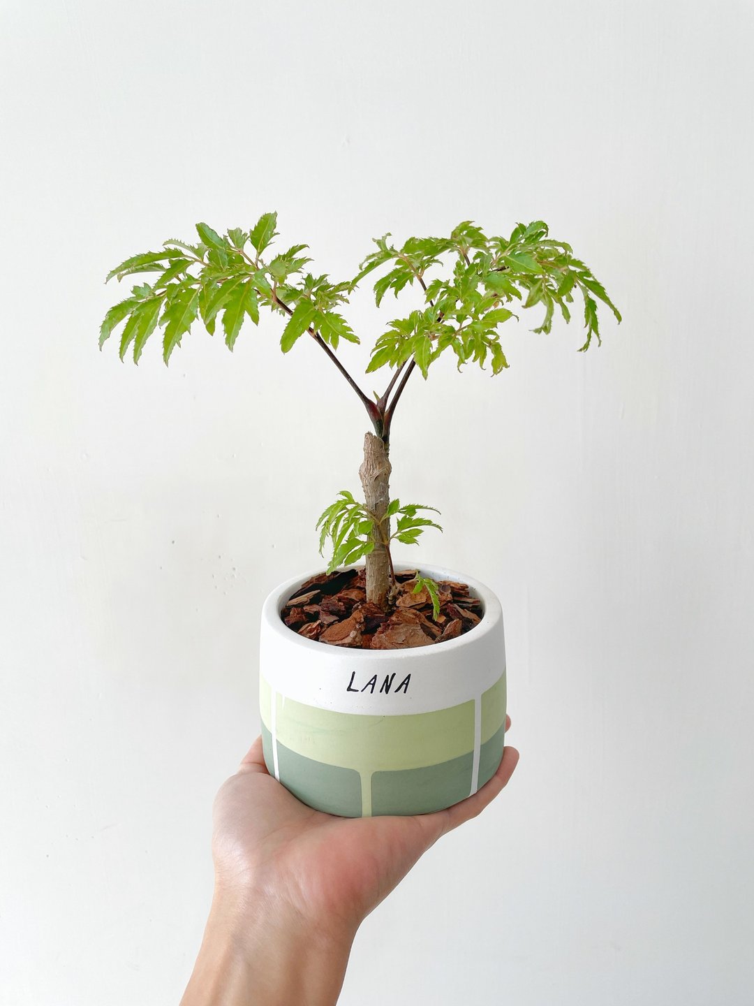 羽叶七川福禄桐•森林绿线条圆胖水泥盆栽 - 植栽/盆栽 - 水泥 绿色