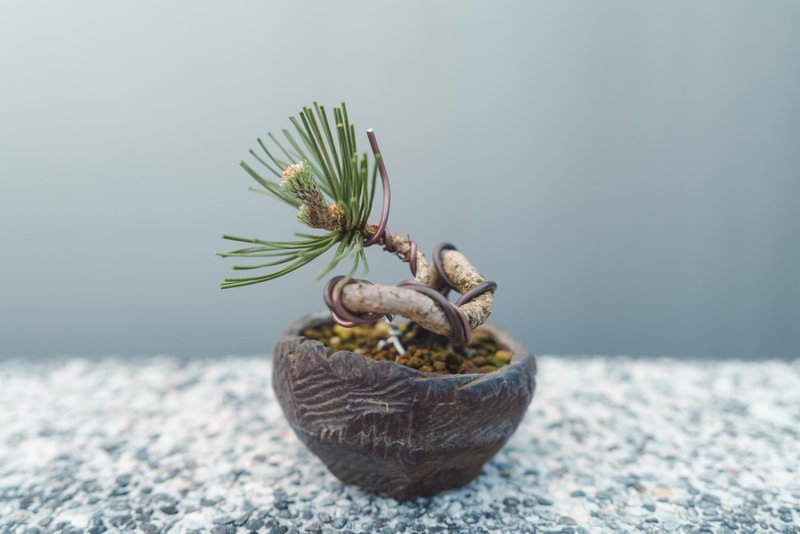 黑松造型盆栽 迷你黑松配手工盆优美 可以搭配各种空间美学 - 植栽/盆栽 - 植物．花 绿色